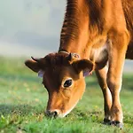 Jizera 3* Mala Skala