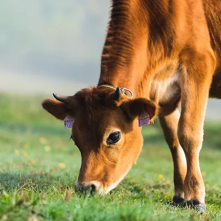 Jizera 4* Malá Skála