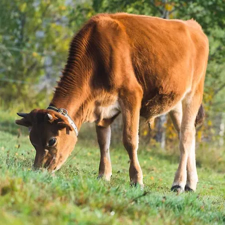 Jizera Gasthuis Malá Skála