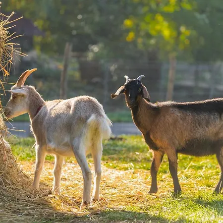 Jizera 4* Malá Skála