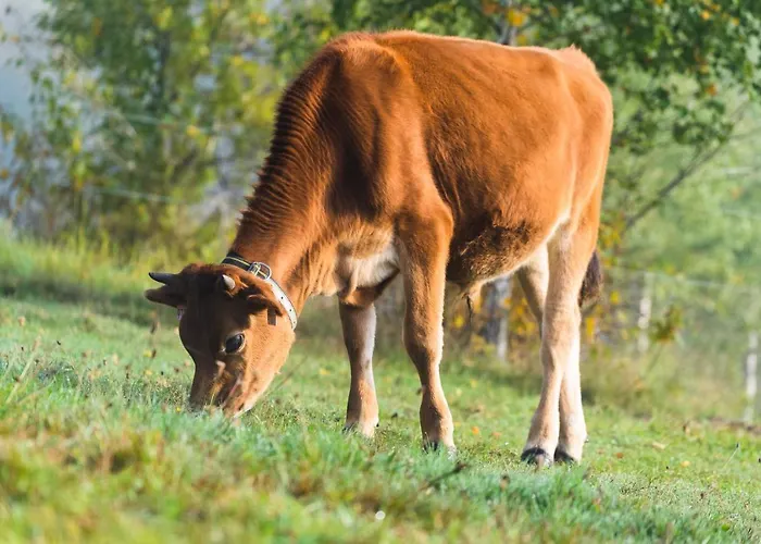 Jizera Penzion Malá Skála